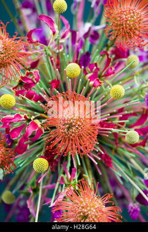 Anzeige der Schraubenset Schnittblumen frisch Stockfoto