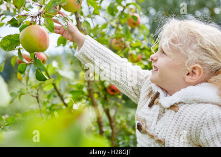 Kleines Mädchen Abholung Äpfel im Herbst Stockfoto