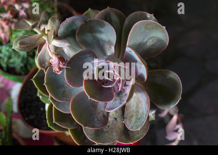 Rosetta Typ blätterte Kakteen Echeveria "Perle von Nürnberg' Kaktus. Stockfoto