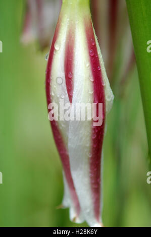 Tautropfen auf rot-weiß gestreiften Blume, Victoria Falls, Sambia Stockfoto