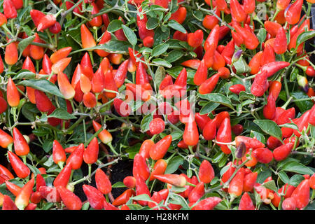 Rote Chilis wachsen in Plastiktöpfen Capsicum Medina Stockfoto