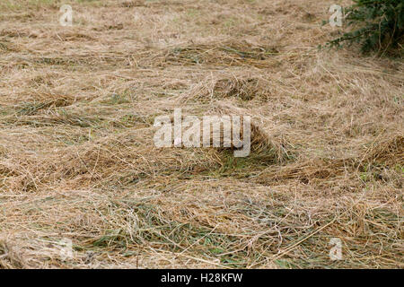 Gras Trocknen als Heu zu verwenden Stockfoto