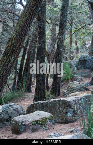 Durch einen Berg Melaleuca Wald verfolgen Stockfoto