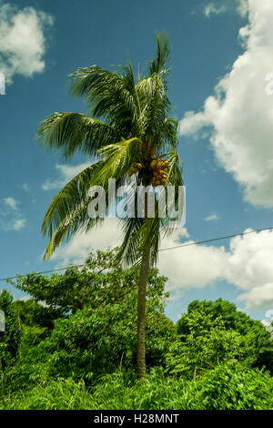 Eine Palme im wind Stockfoto