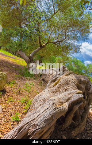 Italienische Land: weltlichen Olivenbaum Stockfoto