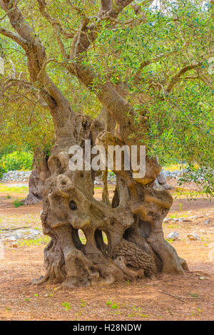 Italienische Land: weltlichen Olivenbaum Stockfoto