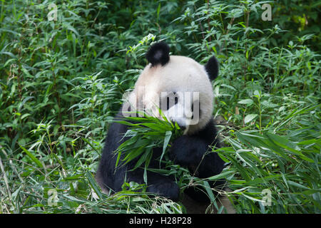 Pandabär isst Bambusblätter Bifengxia Panda Nationalreservat in Sichuan, China Stockfoto