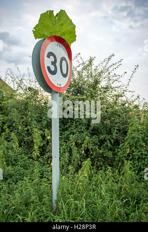 Hohes Unkraut vor dem Hintergrund eines reifen Weizenfeld bereit für die Ernte Stockfoto