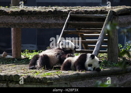 Zwei Pandabären sind ein Nickerchen nach dem Mittagessen in Bifengxia Panda Nationalreservat in Sichuan China Stockfoto