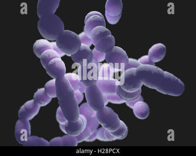 Streptococcus Pneumoniae oder Pneumokokken, ist ein Gram-positiven Bakterien verantwortlich für viele Arten von Pneumokokken-Infektion. Stockfoto