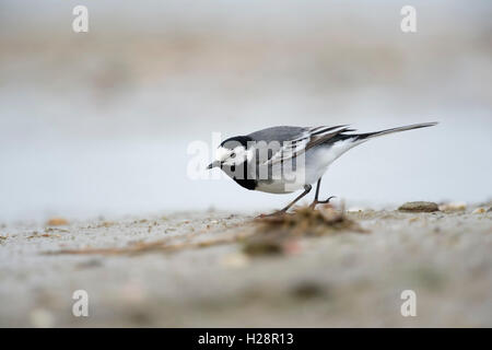 Pied Bachstelze / Bachstelze (Motacilla Alba) auf der Suche nach Nahrung auf ein Watt im Wattenmeer, niedrige Sicht. Stockfoto