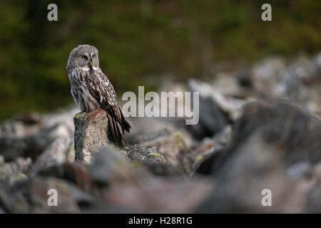 Großen grau-Eule / Bartkauz (Strix Nebulosa), aufmerksam, thront auf einem exponierten Felsen, felsigem Gelände vor dem Rand des Waldes. Stockfoto