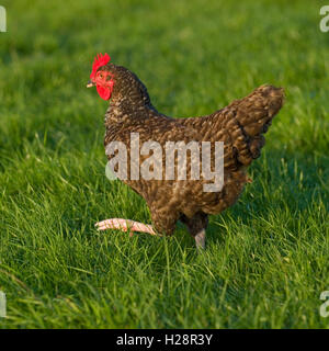 Maran-Huhn Stockfoto