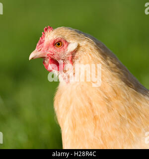 Huhn Stockfoto