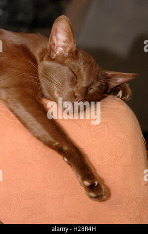 Schlafende orientalische kurzhaarige Katze Stockfoto