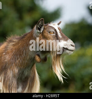 Ziege Stockfoto