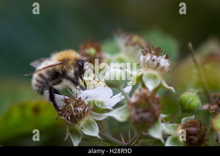 Gemeinsamen Carder Bee (Bombus Pascuorum) Es ist die einzige gemeinsame UK Hummel, die meist braun oder Ingwer ist. West Yorkshire, Großbritannien Stockfoto