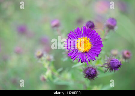 Aster Novae-Angliae 'Violetta' Blumen. New England Astern Stockfoto