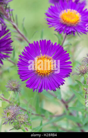 Aster Novae-Angliae 'Violetta' Blumen. New England Astern Stockfoto