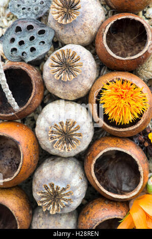 Blumenkunst im Herbst. Im Herbst Früchte und Blumen hautnah. Harrogate herbstliche Blumenschau. Harrogate North Yorkshire, England Stockfoto