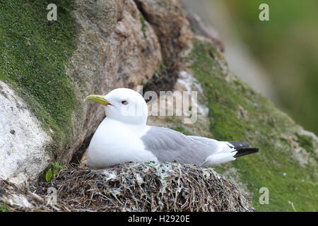 Schwarz-legged Dreizehenmöwe (Rissa tridactyla) im Nest, Lofoten, Norwegen Stockfoto