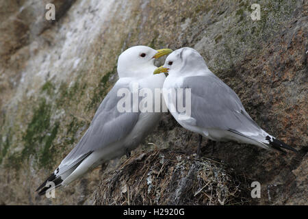 Schwarz-legged Dreizehenmöwe (Rissa tridactyla), Lofoten, Norwegen Stockfoto