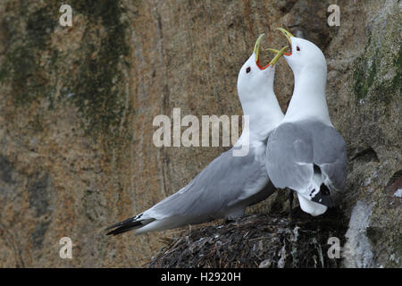 Schwarz-legged Dreizehenmöwe (Rissa tridactyl), Begrüßung im Nest, Balz, Lofoten, Norwegen Stockfoto