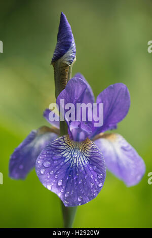 Sibirische Schwertlilie (Iris pumila) mit Wassertropfen, Emsland, Niedersachsen, Deutschland Stockfoto