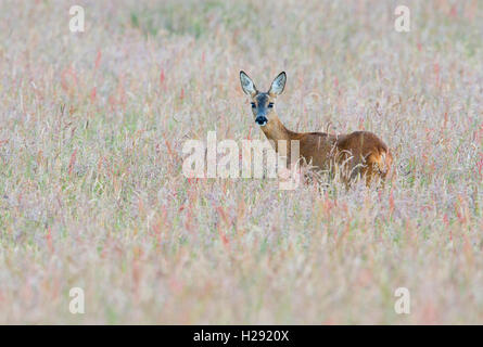 Reh (Capreolus capreolus) im hohen Gras, Emsland, Niedersachsen, Deutschland Stockfoto