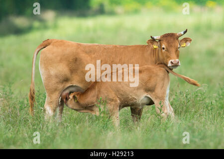 Kuh (Bos primigenius taurus) saugen Kalb auf der Weide, Emsland, Niedersachsen, Deutschland Stockfoto