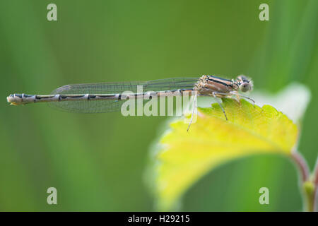 Gemeinsame blau damselfly, auch gemeinsame bluet oder nördlichen bluet (Enallagma cyathigerum), Weibliche, Emsland, Niedersachsen, Deutschland Stockfoto