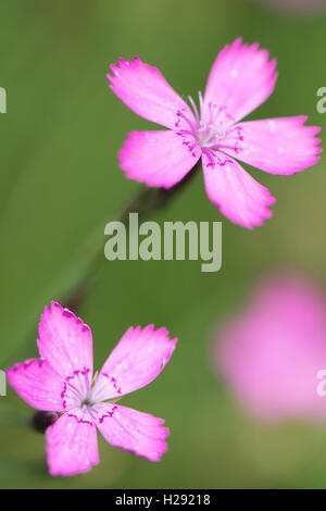 Maiden pink (Dianthus canescens), Emsland, Niedersachsen, Deutschland Stockfoto