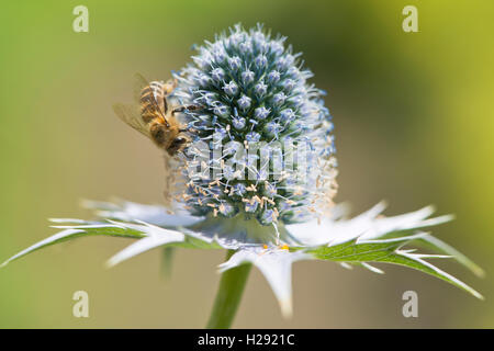 Miss Willmott's Ghost (Eryngium giganteum) mit Europäischen Honigbiene (Apis mellifera), Emsland, Niedersachsen, Deutschland Stockfoto