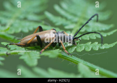 Rot-braune Longhorn Beetle (Stictoleptura rubra), männlich, Emsland, Niedersachsen, Deutschland Stockfoto