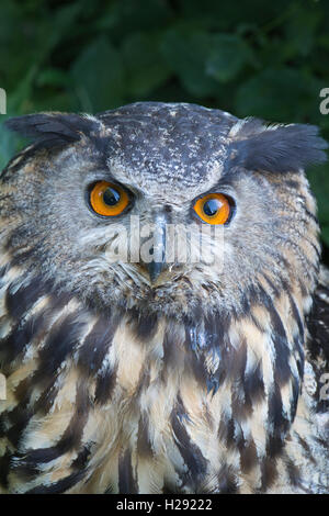 Eurasischen Uhu (Bubo bubo), Porträt, Emsland, Niedersachsen, Deutschland Stockfoto