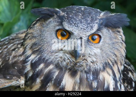 Eurasischen Uhu (Bubo bubo), Porträt, Emsland, Niedersachsen, Deutschland Stockfoto