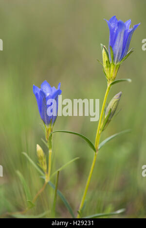 Marsh Enzian (Gentiana pneumonanthe), Emsland, Niedersachsen, Deutschland Stockfoto