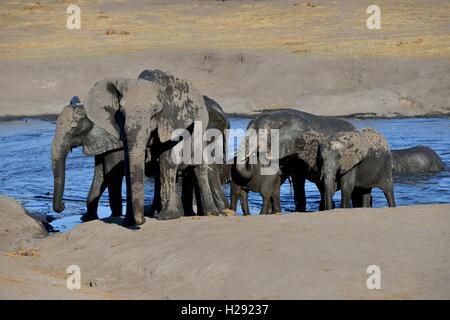 Afrikanischen Busch Elefanten (Loxodonta africana), kleine Herde nach dem Baden im Somalisa Wasserloch, Hwange National Park Stockfoto