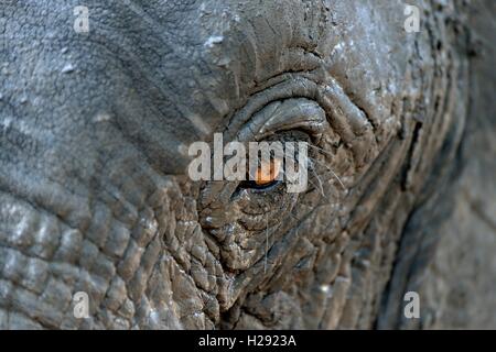 Afrikanischen Busch Elefant (Loxodohnta africana), Auge, Mana Pools Nationalpark, Mashonaland West, Simbabwe Stockfoto