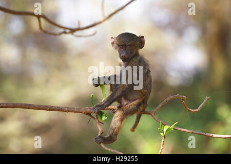 Anubis oder Olive baboon (papio Anubis), juvenile sitzen auf Zweig, Lake Manyara National Park, Tansania Stockfoto