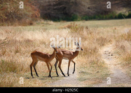 Impala (Aepyceros melampus), Lake Manyara National Park, Tansania Stockfoto