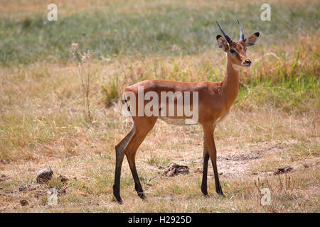 Impala (Aepyceros melampus), Lake Manyara National Park, Tansania Stockfoto