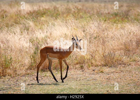 Impala (Aepyceros melampus), Lake Manyara National Park, Tansania Stockfoto