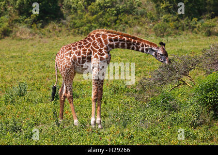 Maasai Giraffe (Giraffa Camelopardalis) Fütterung, Arusha Nationalpark, Tansania Stockfoto