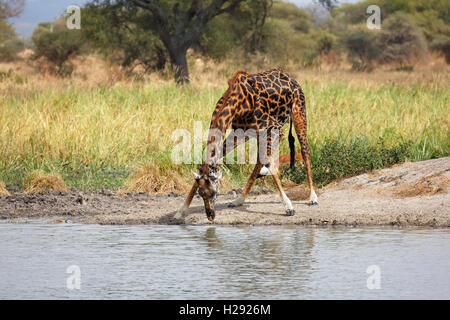 Giraffe (Giraffa Camelopardalis), männlich trinken, Tarangire Nationalpark, Tansania Stockfoto