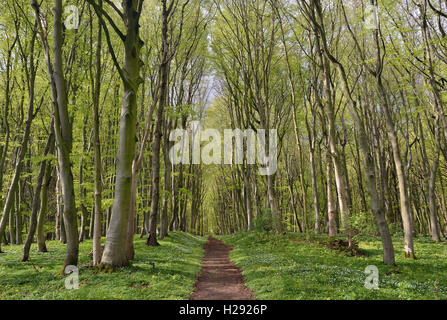 Wanderweg im Wald, die Buche (Fagus sylvatica) Bäume im Frühling, Mecklenburg-Vorpommern, Deutschland Stockfoto