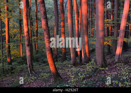 Beleuchtete Baumstämme in Buchenwald, die Buche (Fagus sylvatica), Morgen, Licht, Frühling, Nationalpark Jasmund, Rügen Stockfoto