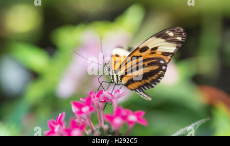 Xanthocles longwing (Heliconius xanthocles) sitzen auf rosa Blume, Captive Stockfoto