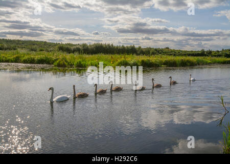 Familie von Schwänen und Cygnets schwimmen in einer Linie entlang des Kanals Basingstoke, Hampshire, England Stockfoto