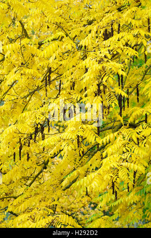 Kaukasische wingnut (Pterocarya fraxinifolia) mit Obst, Nordrhein-Westfalen, Deutschland Stockfoto